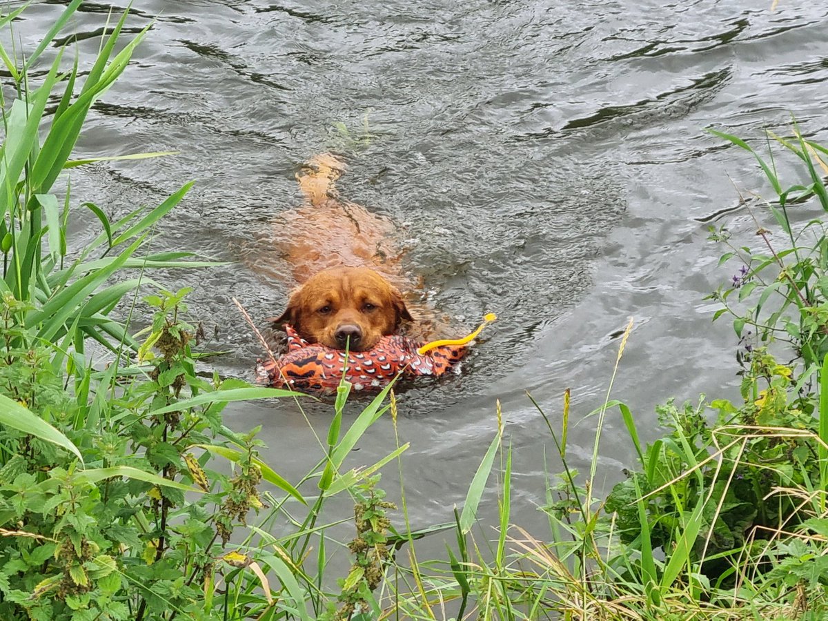 ACountryChap's tweet photo. Thanks to @sportingsaint at @TheGameFair Ranger now has a new favourite training dummy to add to the collection in the build up to the start of the season.
#dogtraining #gundogtraining #shooting #shootinguk #shootingseason #pheasant #pheasantseasonuk #trainingdummy https://t.co/w7oh9RkWRQ