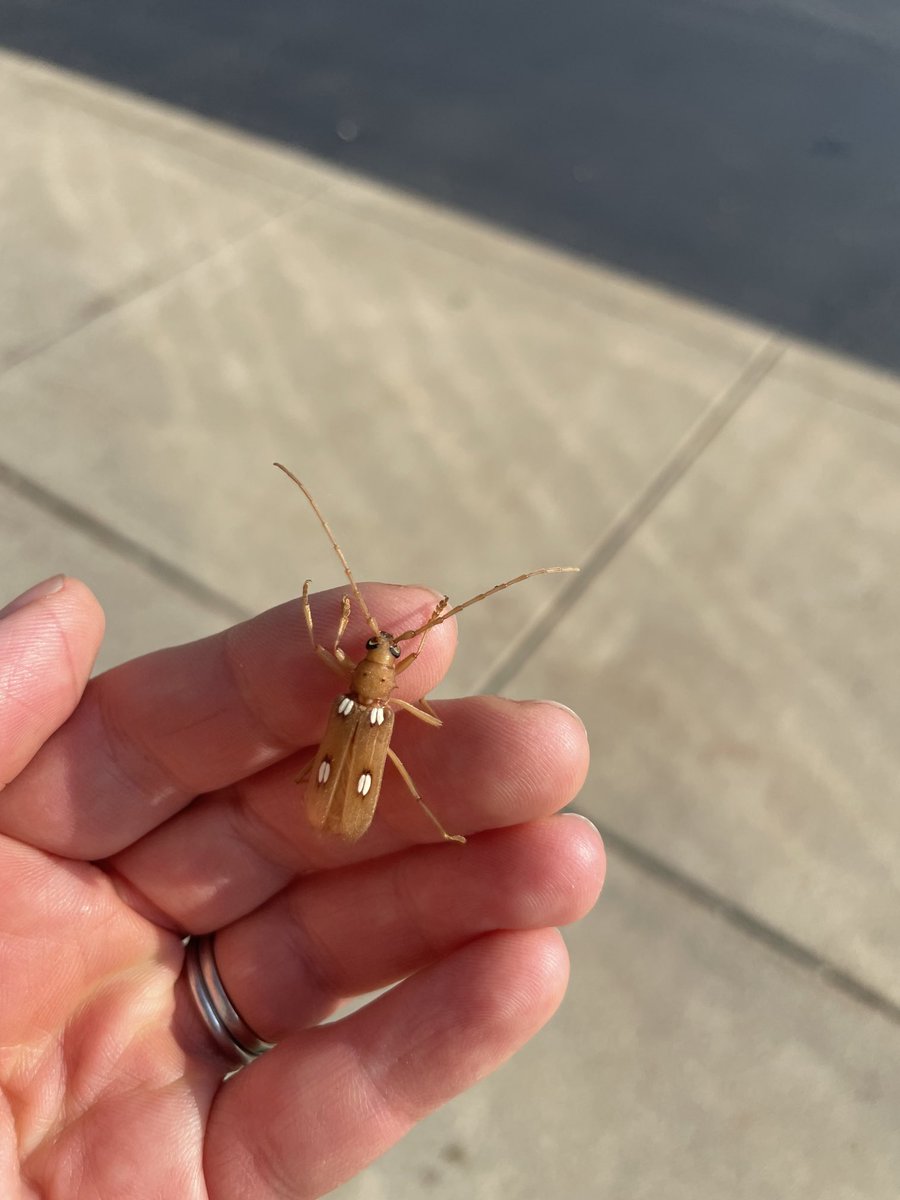 #fridaybeetle
