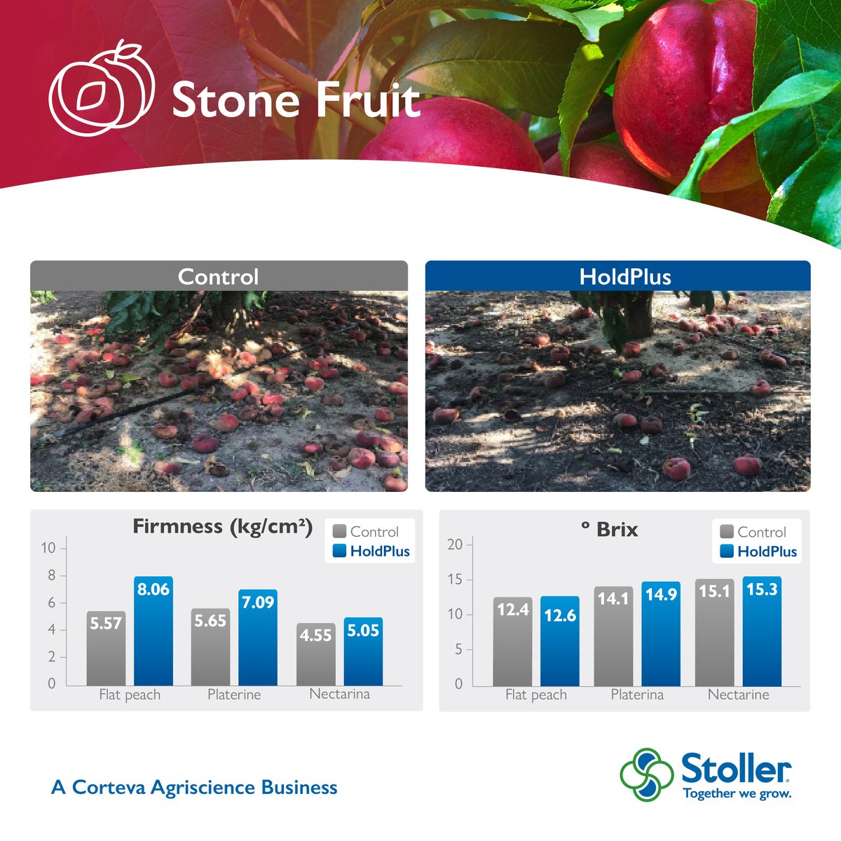 StollerEurope's tweet photo. #HoldPlus contains cobalt and molybdenum responsible for reducing the high levels of ethylene and the physiological fall of fruits so they stay on the tree for longer without losing quality or firmness. 🍎 📈
We show you some results in different crops!
https://t.co/78QQPzaeWZ https://t.co/9s43SiNeE3