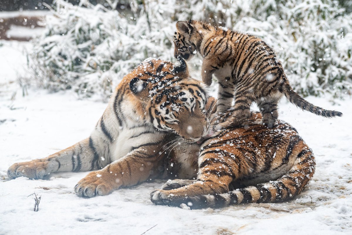 vanity_temple's tweet photo. とりあえずおかあさんに登りたい🐯 https://t.co/IaculBSbq2