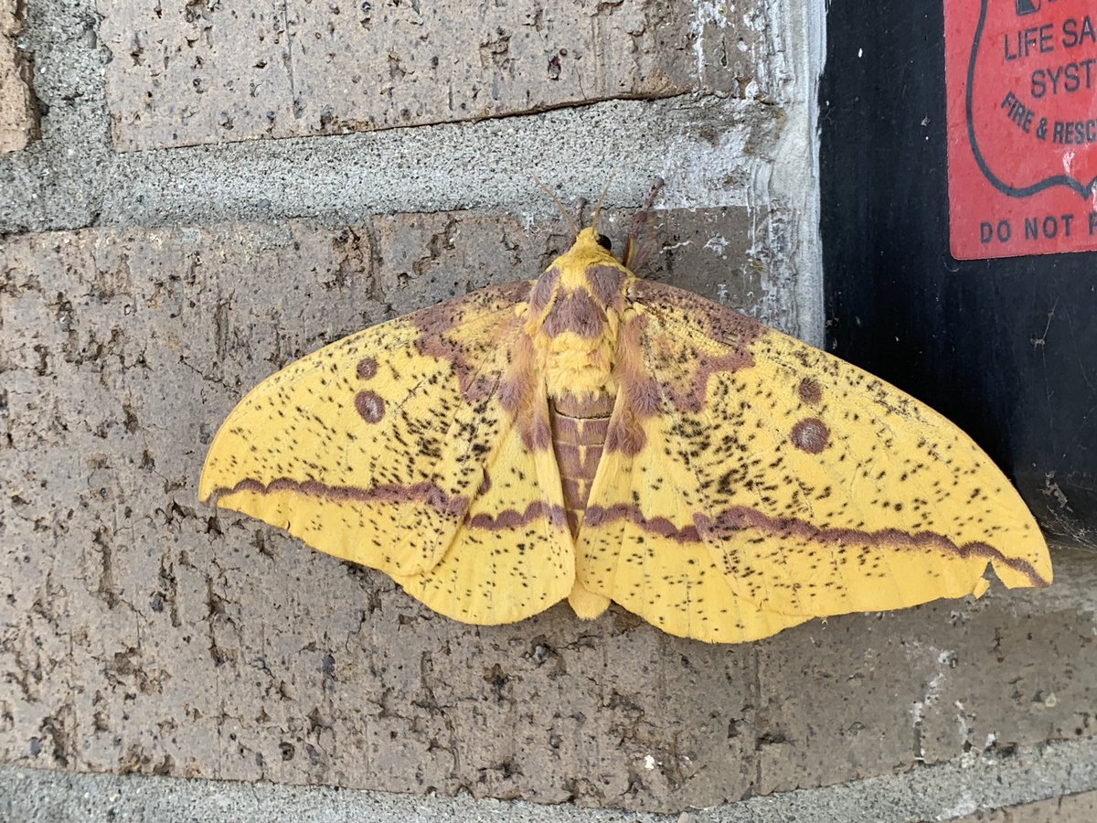 McDarnit's tweet photo. A very large imperial moth, almost 6” wingspan, just continuing my moth content https://t.co/kpudcRPBn4