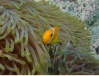 Our incredible intern Taz has created a compelling blog post about South Asian Heritage Month, check it out!🌟
blogs.ncl.ac.uk/nuren/2023/08/…