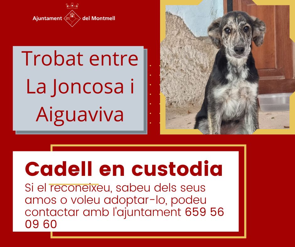 Ajuntament del Montmell tweet media
