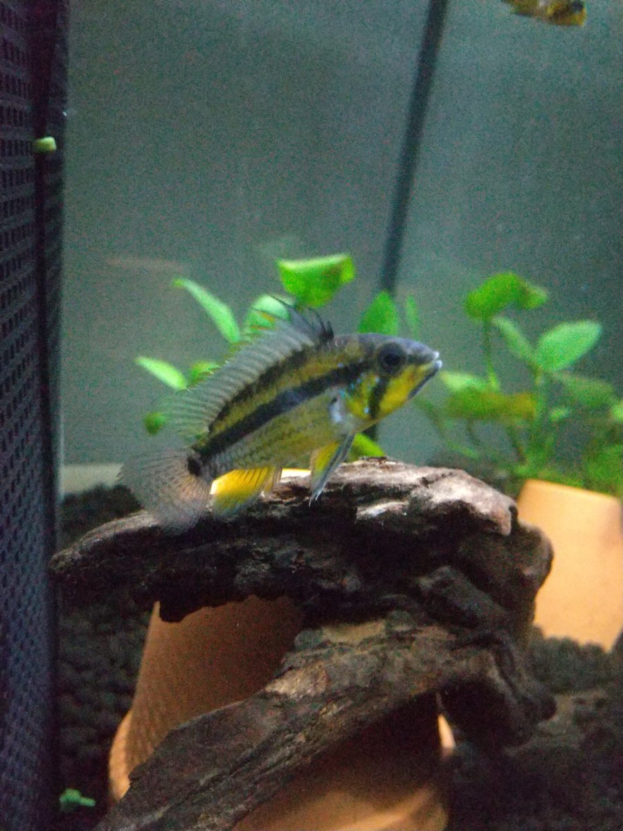 メスを追い回してばかりのアルパフアヨのオス
オス1、メス2の方がいいのかな～