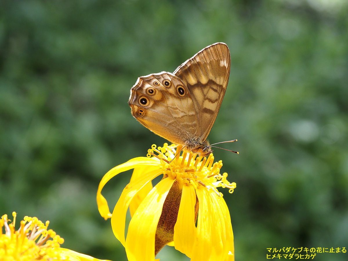 Musohshi's tweet photo. ベニヒカゲ
昨年８月９日に行ったときは大発生してましたが
今回は発生初期なのかあまり観られませんでした。
戦場ヶ原で観たキベリタテハ同様
ズボンの汗を吸いに止まった。
花に止まったのはちゃんと撮れなかった。
トリミングしてます。

ベニヒカゲ
ギンボシヒョウモン
ヒメキマダラヒカゲ https://t.co/ZePxwawj0T