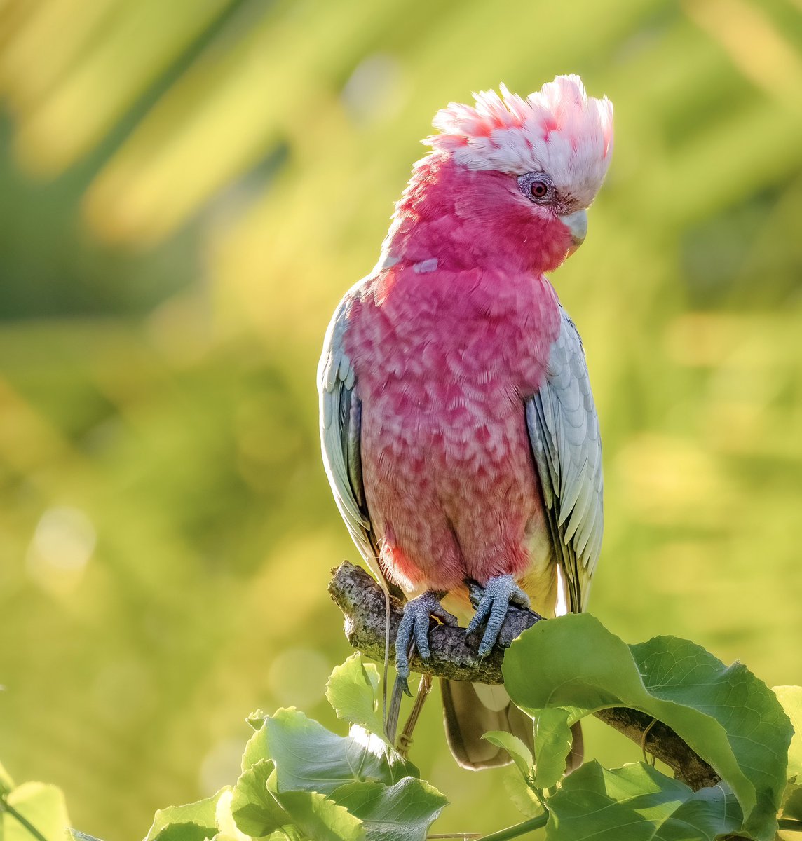 kirk_from_aves's tweet photo. #TGIF (this Galah is fine)! 💗 https://t.co/dkR9lrzLEk