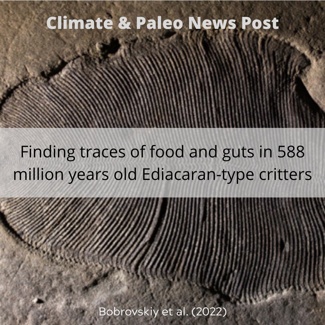 TimeScavengers's tweet photo. Guest Blogger Nilmani Perera writes about diet and digestion in 588 million years old Ediacaran critters! Read more on the site at https://t.co/crzifCJX20 #fossils #Ediacara #AncientAnimals #Paleontology https://t.co/gFIwpQW2JY