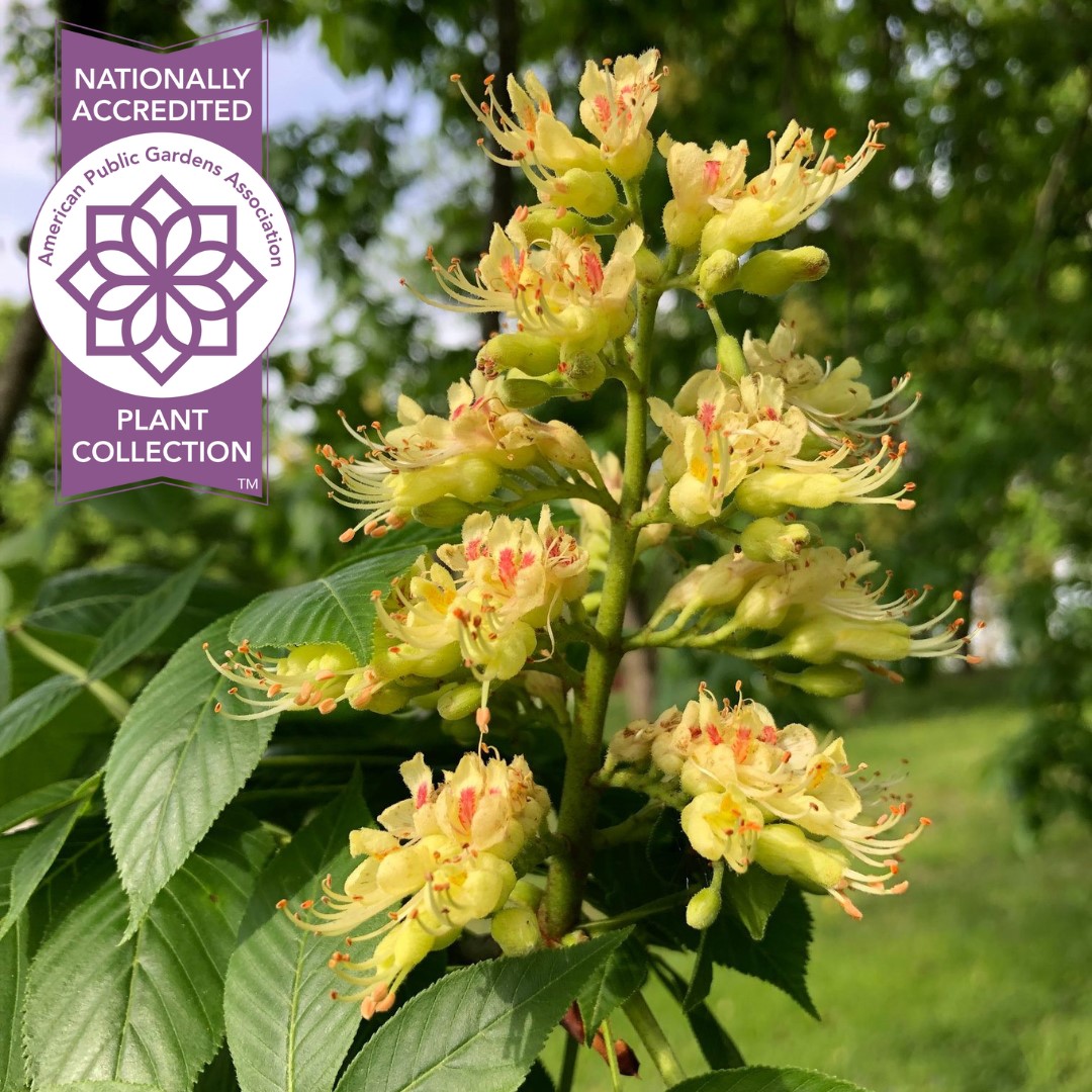 PublicGardens's tweet photo. #FridayFlora @DawesArboretum felt the national collection of its #buckeyes & horse chestnuts would be well represented with our Plant Collection Network since buckeye is the state tree of #Ohio. Learn more: https://t.co/5AH55KQJgc
#FloraFriday #flora #flowers #plants https://t.co/lXsmAHNz3H