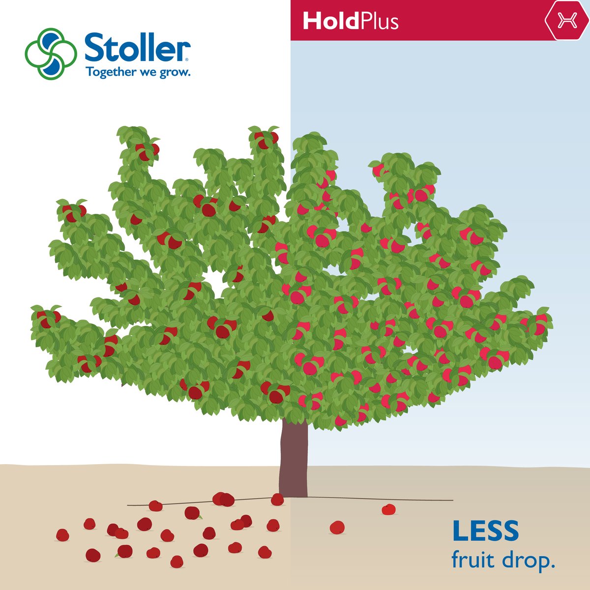 StollerEurope's tweet photo. Physiological fruit drop is one of the main causes of profitability losses in crops. 🍎📉#HoldPlus provides the necessary nutrients to reduce fruit drop and increase the number of harvested fruits while preserving their firmness and organoleptic quality.
https://t.co/78QQPz9H7r https://t.co/LQbmPRU19E
