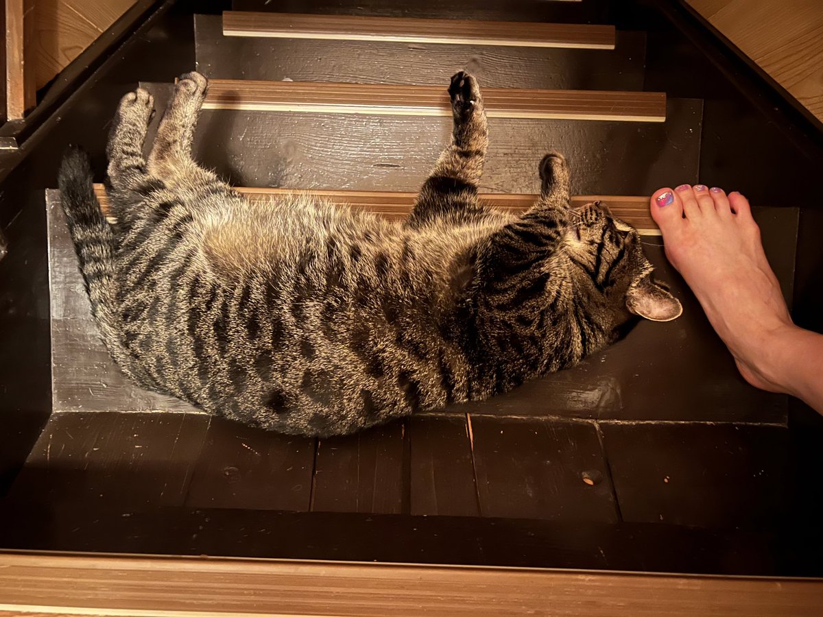 階段にねこおちてた