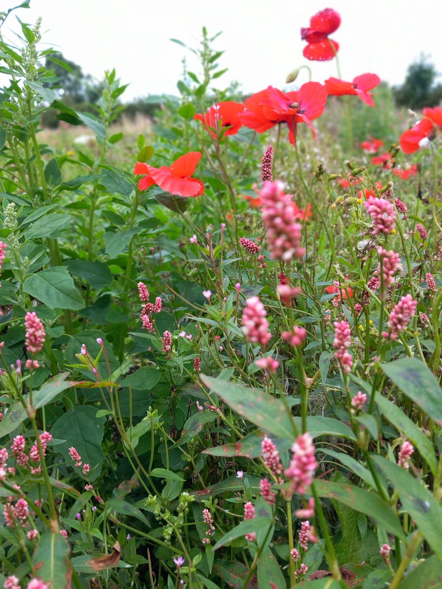 Deadline day to apply for our job vacancy for a Wildlife & Wellbeing Project Coordinator.

jubilee.coop/2023/07/08/wil…

#jobfairy #JobsWithPurpose #socialenterprise