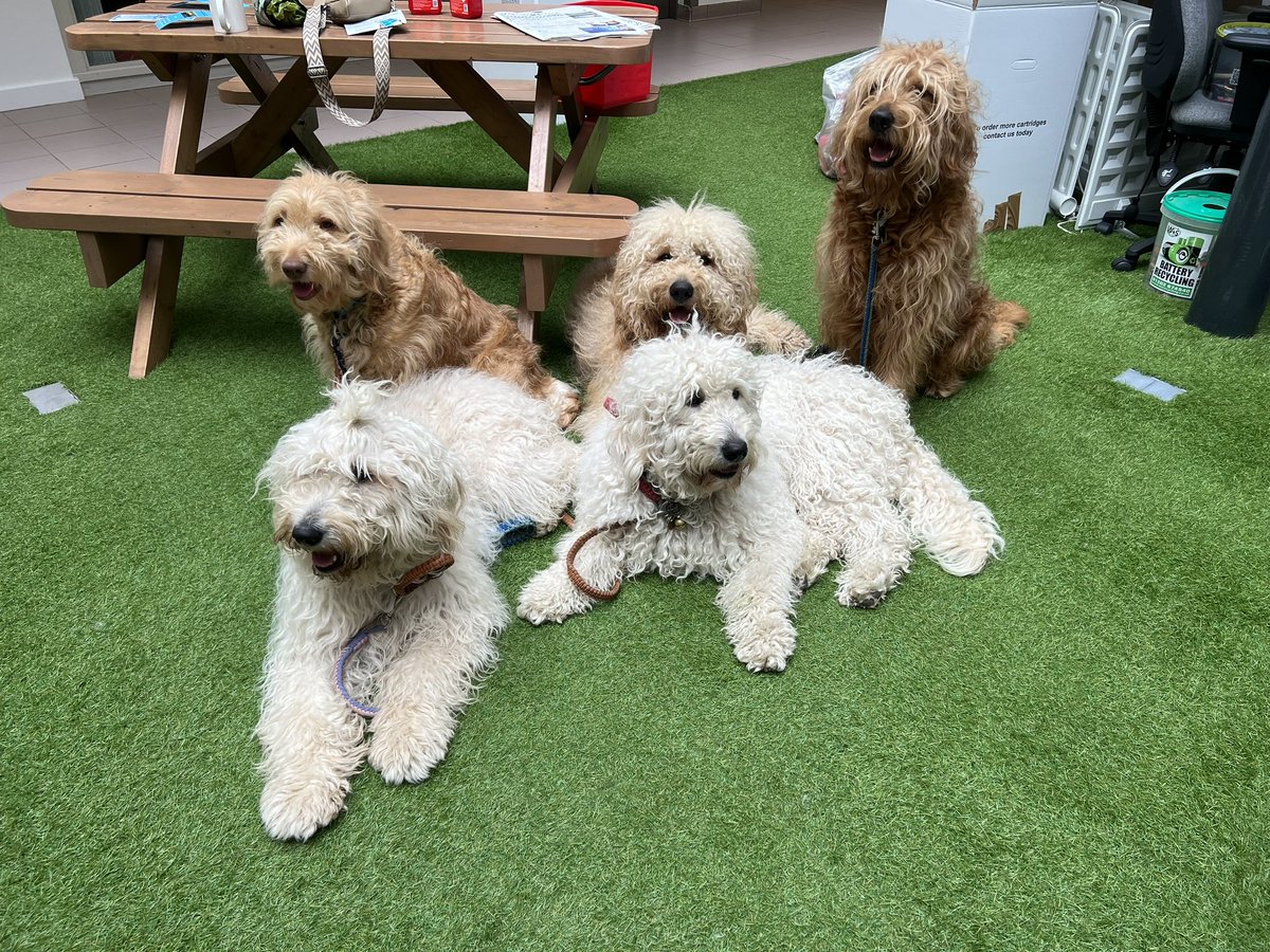 Bonus in North Wales today as I also bumped into a pack of #wellbeing dogs in our regional HQ. #TeamWAST