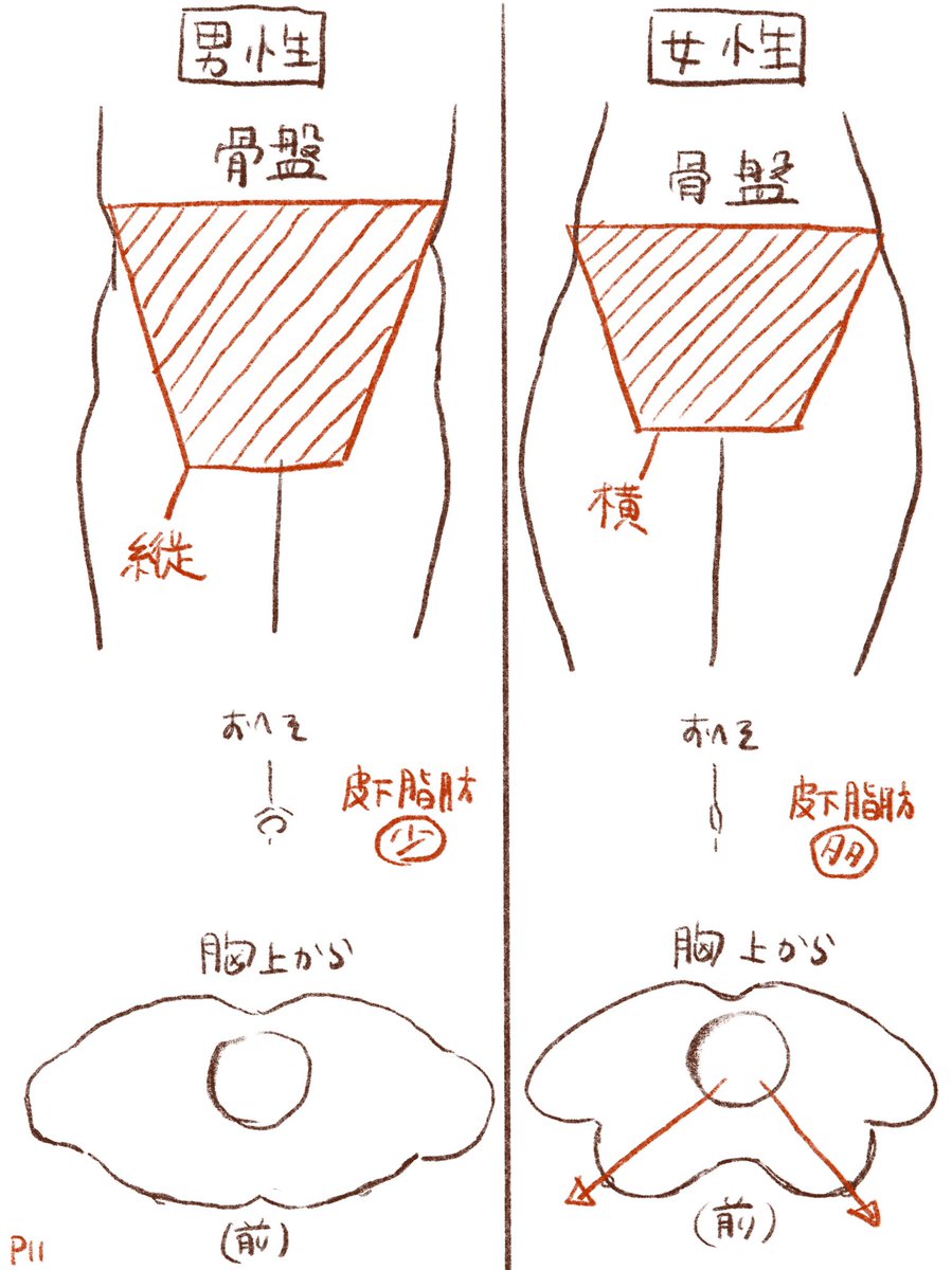 男性描くの苦手すぎるから主に男性の体とか男女の差についてまとめた〜。 
