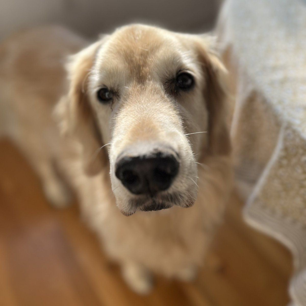 Oppopotamus's tweet photo. Guys. Im gunna help dad in da yard. In da shade. Nappy at 9:30. Snax at 10. 

#dogsarefamily #bighelper https://t.co/fZ0qQPJ3Ea