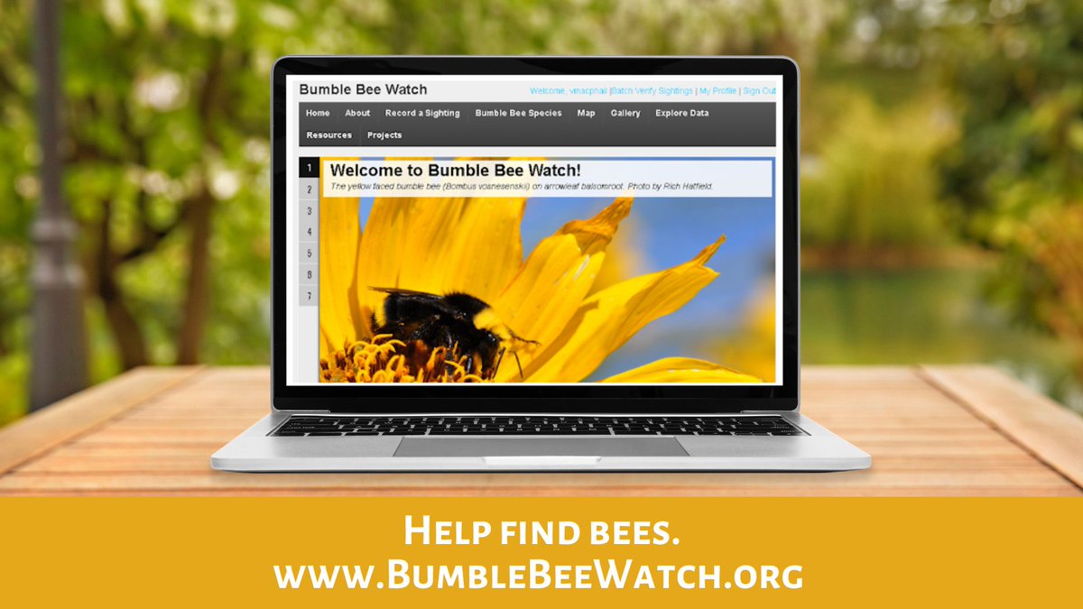 BeesYU tweet media