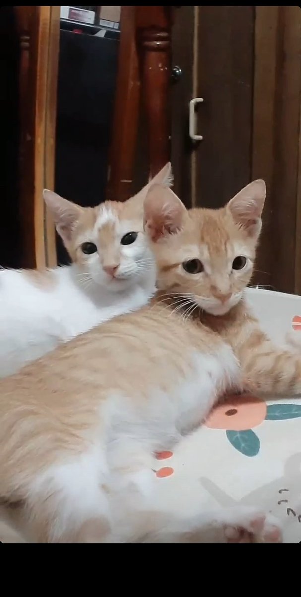 Ashtaroth_69's tweet photo. Miss na miss na kayo ng mama. Sana payapa kayong naglalaro kung nasan man kayo. Run free mga babies. Salamat sa pagbibigay ng dahilan sakin para mabuhay. 🌷 https://t.co/PqYGDaUOXp