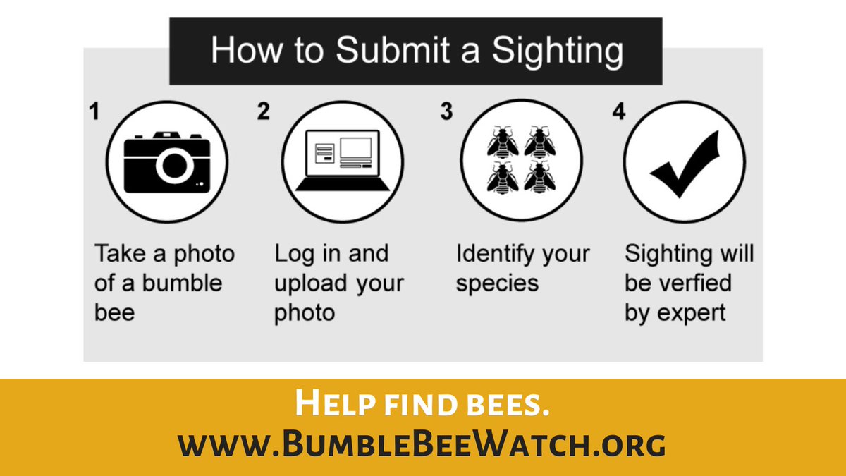 BeesYU tweet media