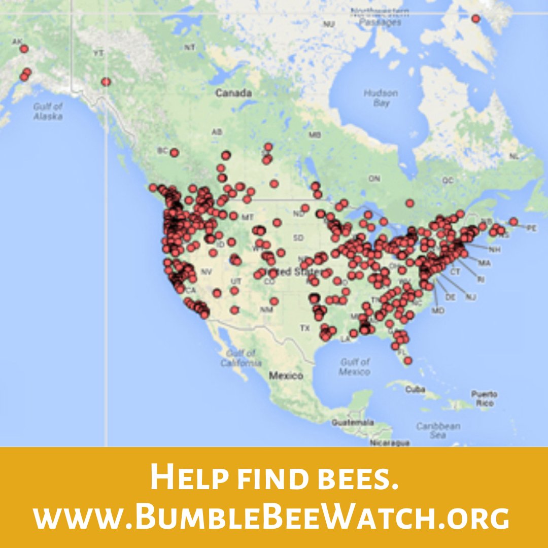 CALLING ALL OUTDOORSY TYPES This long weekend, conservation scientists need your help tracking bumble bee populations. Would you consider snapping photos of any you see & uploading them to BumbleBeeWatch.org? You can help us focus conservation efforts and protect them. Tks!