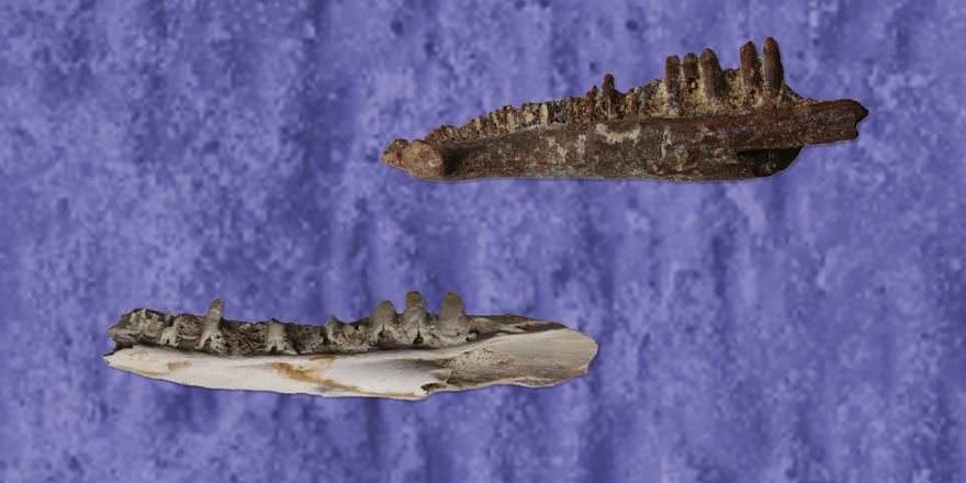 Publi_MNHN's tweet photo. [#Palevol] Taphonomic analysis of a Caribbean #subfossil herpetofaunal bone assemblage (Marie Galante Island, Lesser Antilles)

✒️ Morgane SAYAH, Arnaud LENOBLE &amp; @CoBochaton (@le_CR2P &amp; @isemevol)
🔗 https://t.co/QPxHmRGPm7
#FossilFriday #squamates #paleoecology #herpetofauna https://t.co/ULZIqiBd8g