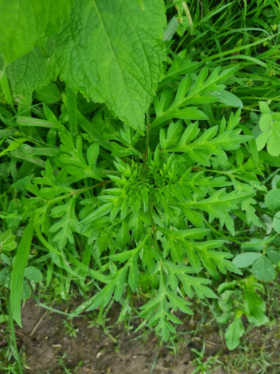 sushmadate's tweet photo. Cosmos culling! Urging all tekdi walkers to uproot at least 20 Cosmos plants on their daily walks. Cosmos is a highly invasive Mexican weed, ecologically bad for the tekdi as it doesn't let endemic grasses and shrubs grow. 
Best time to uproot is now, before it starts flowering https://t.co/lSHdCNBcs9