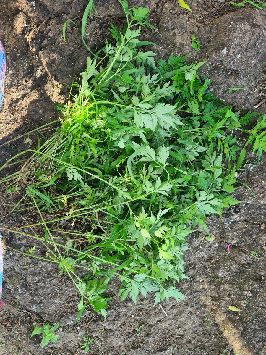 sushmadate's tweet photo. Cosmos culling! Urging all tekdi walkers to uproot at least 20 Cosmos plants on their daily walks. Cosmos is a highly invasive Mexican weed, ecologically bad for the tekdi as it doesn't let endemic grasses and shrubs grow. 
Best time to uproot is now, before it starts flowering https://t.co/lSHdCNBcs9