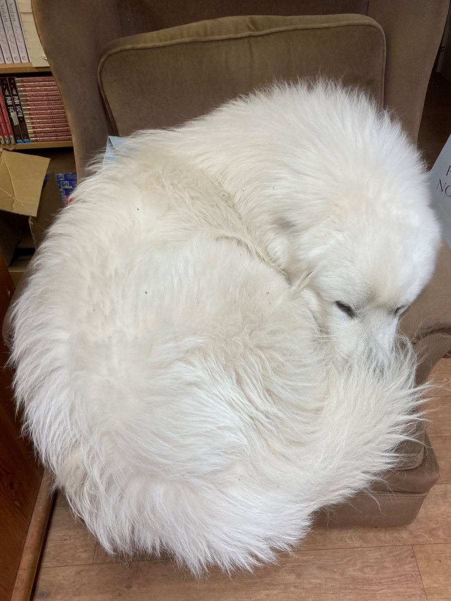 Well, there goes my traditional post-lunch nap in the armchair then.. #PyreneanMountainDog not a #GiantArcticFox #BookshopDog