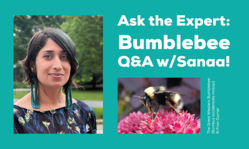 My impressive colleague and Institute of Arctic Studies @DartArctic Program Manager, Sanaa Siddiqi, is answering questions about bumblebees today at the @MontshireMuseum from 12:30-2PM EST. Go Sanaa!! 🐝 📷 📷 #Dartmouth @DartmouthDickey