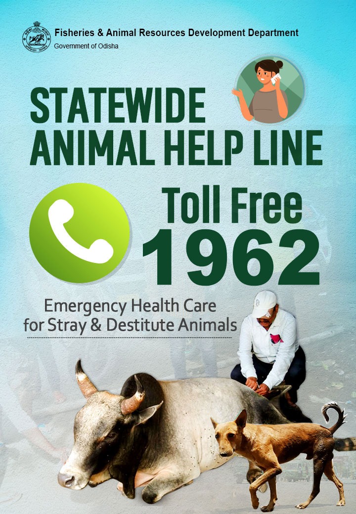 dahvsodisha's tweet photo. "Dial toll-free No. 1962 to get emergency healthcare for Stray animals through animal helpline"

@rajaaswain @farddept @OdishaFisheries @OMFEDofficial @VOTIBBSR @olrdsahd @sureshvashishth @vijayyeddula https://t.co/gHy8xX9lEo