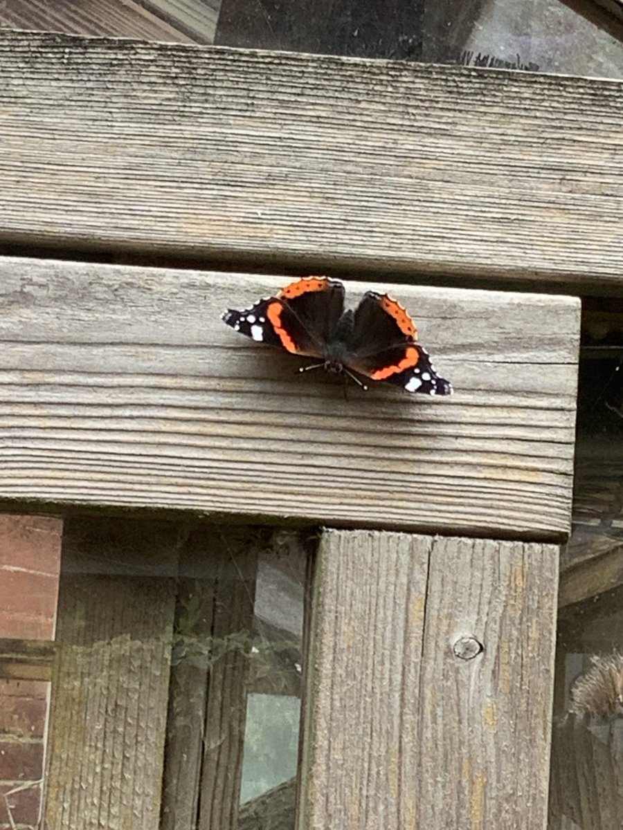 CSGGA's tweet image. We’ve done our ⁦@savebutterflies⁩ count and will be doing more before 6Aug. Great way to spend 15 mins, enjoying nature in our garden and helping scientists understand the effects of #ClimateChange. Why not join in? It’s a free and a fun thing to do with children.