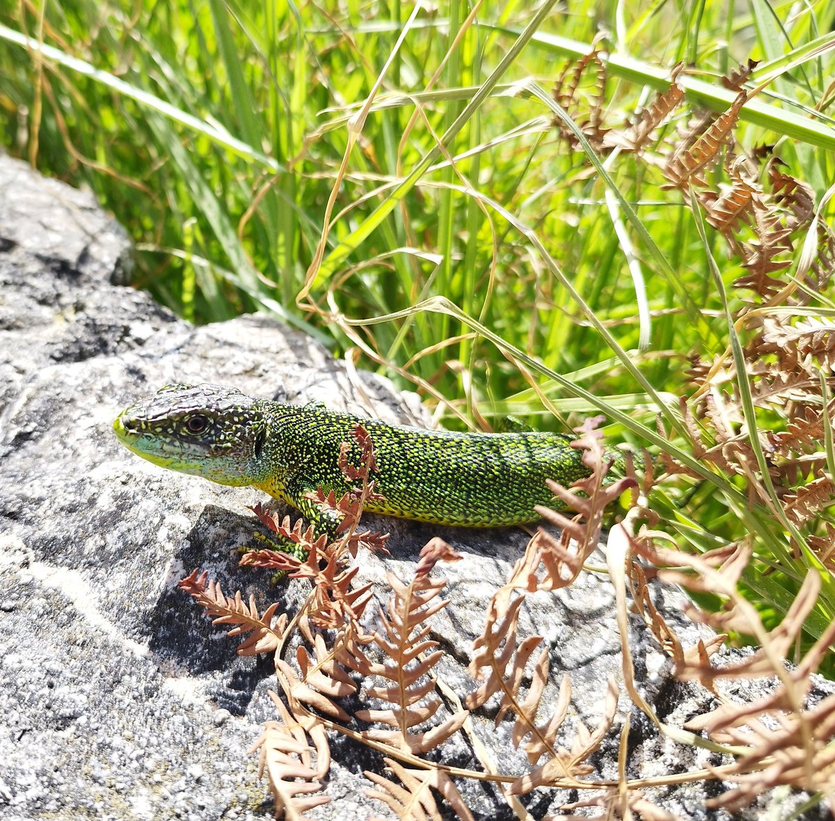He estado un poco desconectada, pero no he podido evitar maravillarme con este Lagarto Verde (Lacerta bilineata) en mis vacaciones por Cantabria y os lo tenía que enseñar.
La foto es con el móvil, así que la calidad no es la mejor.