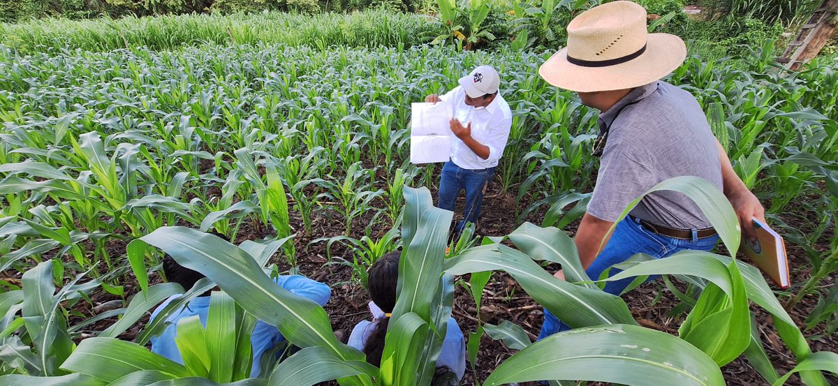 HubPSurCimmyt's tweet photo. Manejo de las enfermedades, plagas, fertilidad y arbences apoya a impulsar los #SistemasAgroalimentarios, por ello en #AgriLACresiliente apoyamos el desarrollo de capacidades en los @HubOccidenteHND @HubOrienteHND
@Jelle_VanLoon @ACCIMMYT @CIMMYTesp @diegobando @BiovIntCIAT_esp https://t.co/lCPSGuatZ3