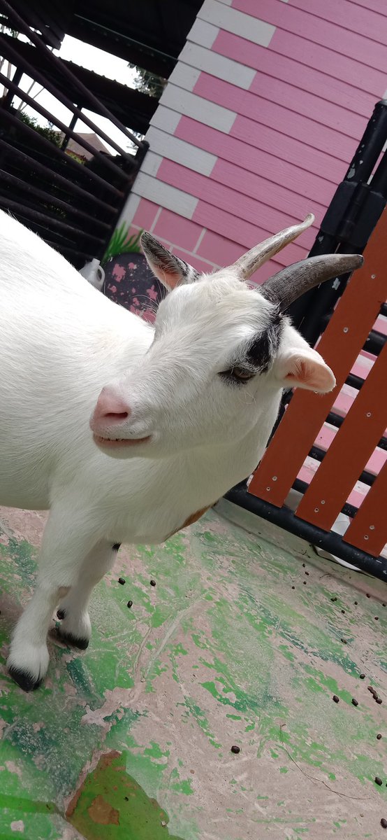 บาเเบ๊ะตัวน้อยๆ🐏🤍 tweet media