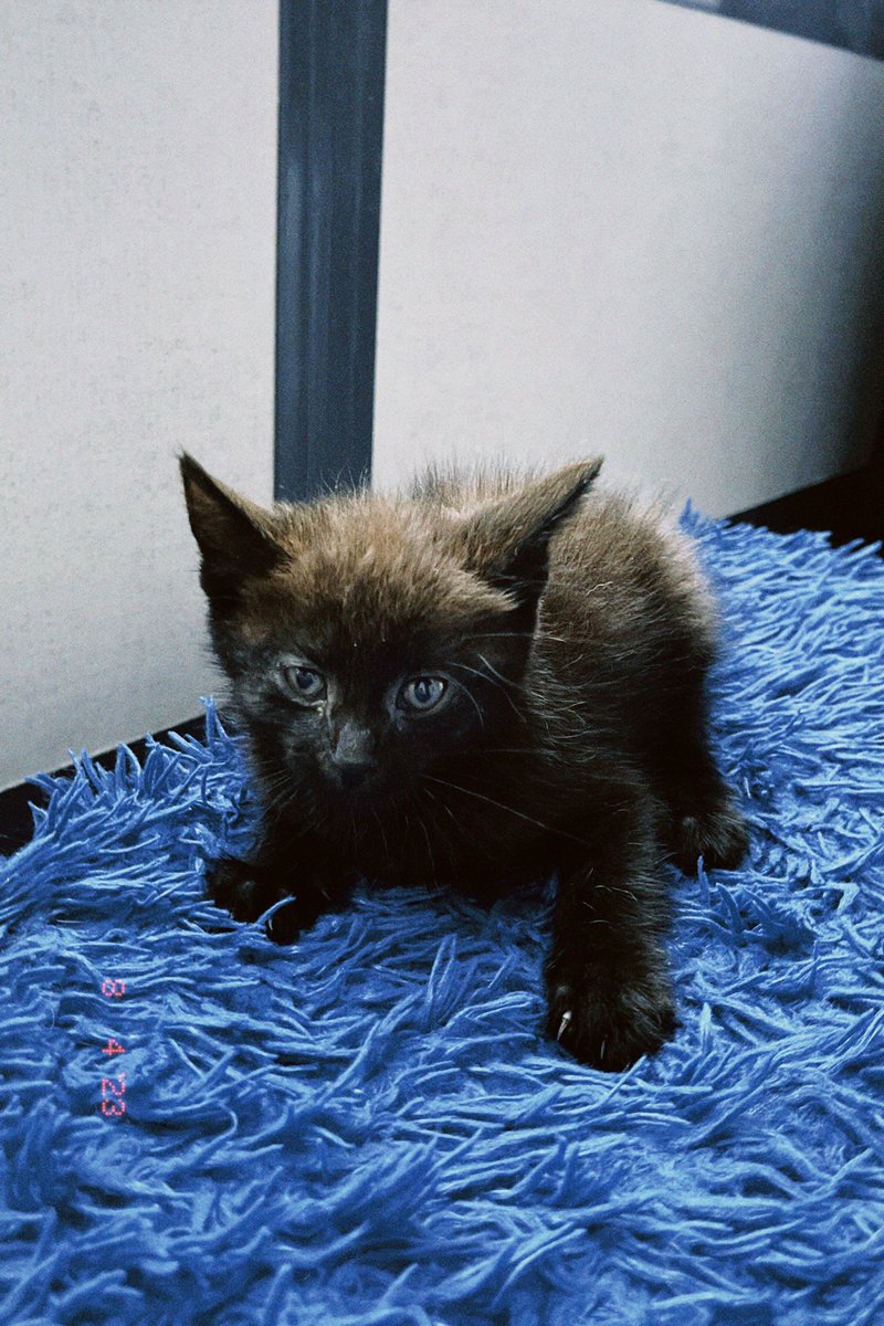 Обе девочки нуждаются в доме, где к ним проявят внимание, долечат глазки и покажут, что не все человеки страшные и злые!

СПБ в приоритете, но доставка в Москву также возможна! 
По всем вопросом можно писать мне в тг (@anger_sampo). все расскажу, покажу, доставлю!