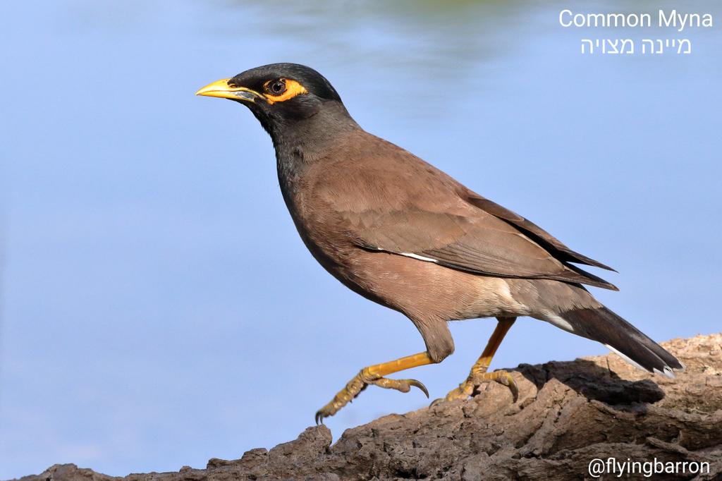 flyingbarron's tweet photo. An invasive species and a violent bird, but with a very musical song.
#ShabbatShalom #FridayFeeling #birds #birdphotography #birding #birdingphotography #BirdsOfTwitter #BirdsSeenIn2023 #BirdsOfIsrael #myna https://t.co/W7kRSj5RBf