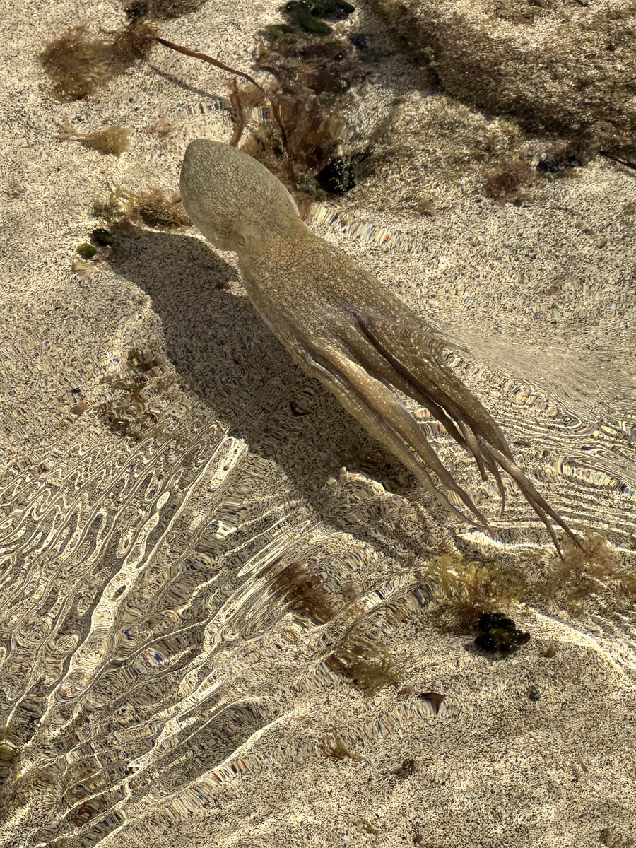 Took a trip to the beach in Lanzarote and look what we saw swimming in the rock pools.