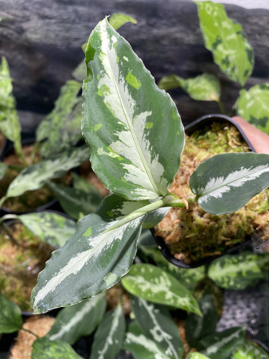 Aglaonema3636's tweet image. きれいなスポット増えてきた😁
Aglaonema pictum “Susukino Spot” from Aceh Selatan【AZ0316-1a】 
ドリルも順調✨

#nativeforest
#アグラオネマ　#Aglaonema
#ホマロメナ　#Homalomena