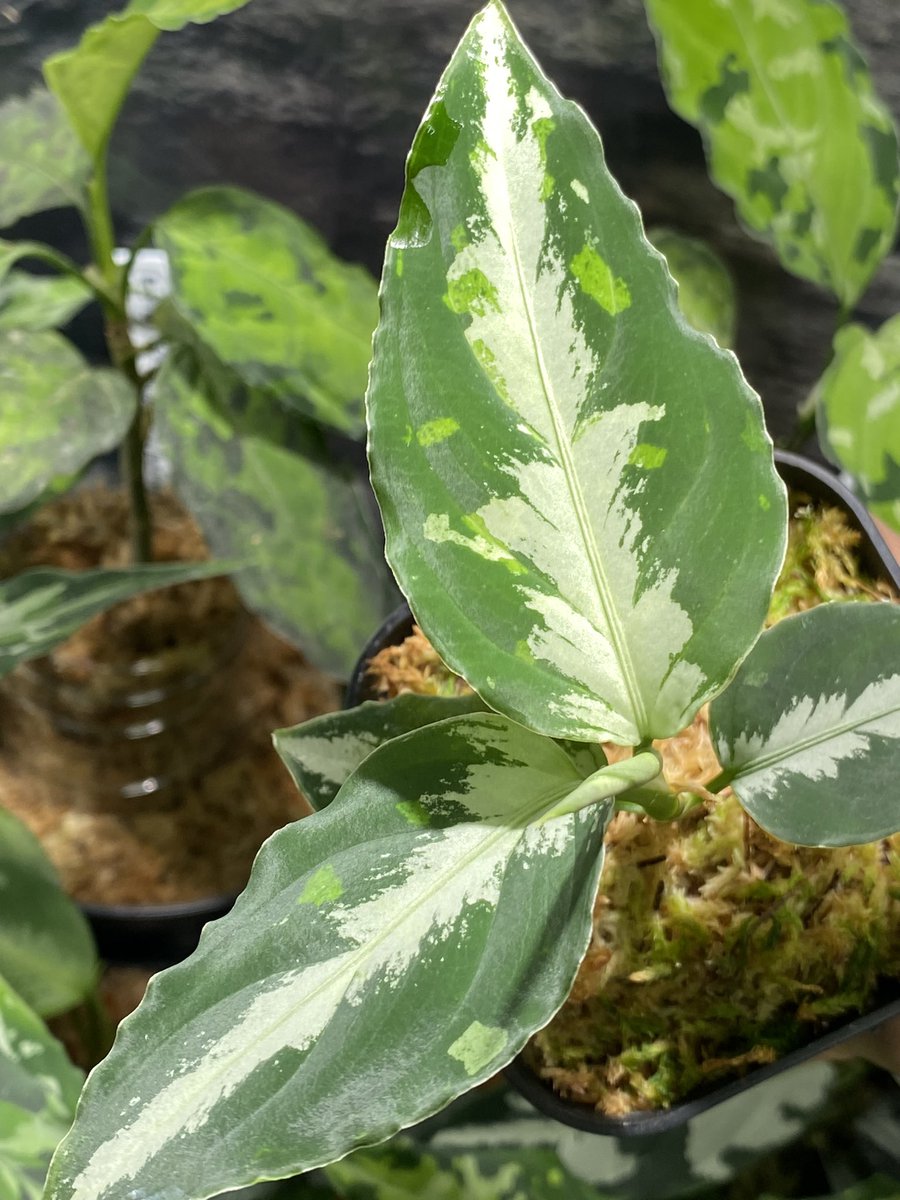 Aglaonema3636's tweet image. きれいなスポット増えてきた😁
Aglaonema pictum “Susukino Spot” from Aceh Selatan【AZ0316-1a】 
ドリルも順調✨

#nativeforest
#アグラオネマ　#Aglaonema
#ホマロメナ　#Homalomena