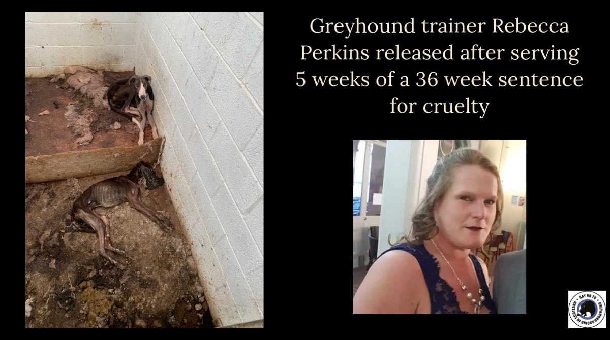 Jura_Harris's tweet photo. Rebecca Perkins was sentenced to 36 weeks in prison for animal cruelty on 27 June 2023. She has been released after serving 5 weeks of that sentence. 

37 greyhounds were left to starve. 
4 were either PTS or died.
The skeletal remains of 15 other dogs were discovered in a pit. 

Still no official statement from @GreyhoundBoard