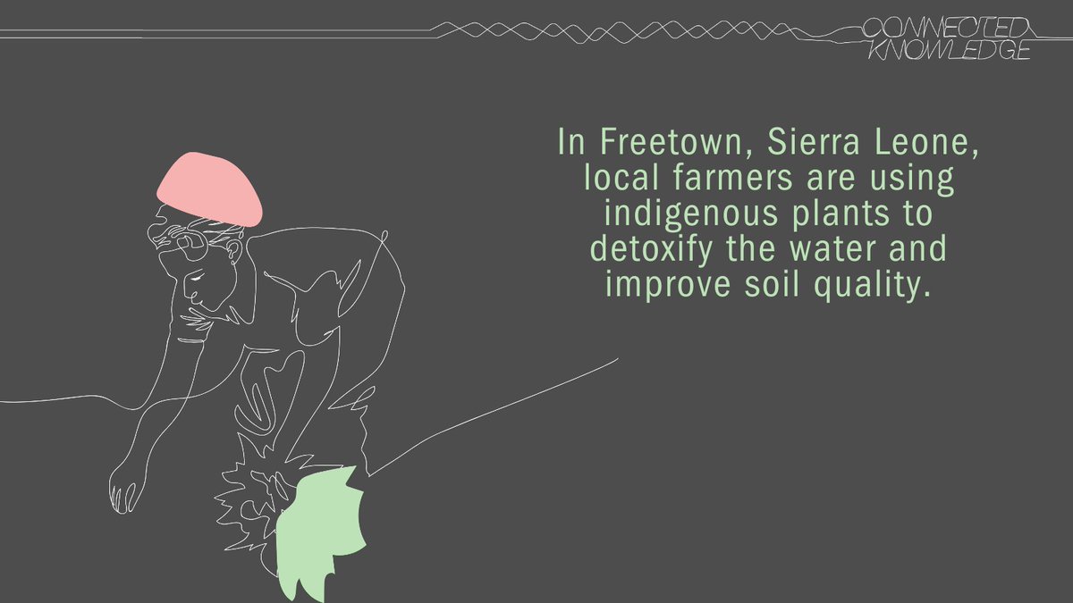 BritishAcademy_'s tweet photo. In Freetown, Sierra Leone, farmers are combining their local expertise and practices with STEM and SHAPE research; using indigenous plants to detoxify water and improve soil quality. Read the full #ConnectedKnowledge story: https://t.co/awhK4kLHZ2 https://t.co/tZxokRH2sM