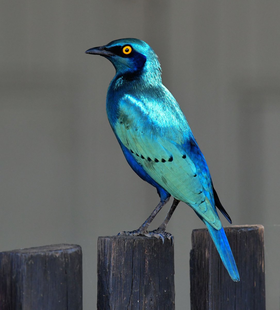 Do you know what makes birds appear blue? 💙 It’s a pigment of your imagination - this bird is brown, but the feathers are producing a trick of the light called structural colouration! #EarthCapture by Anthony Press