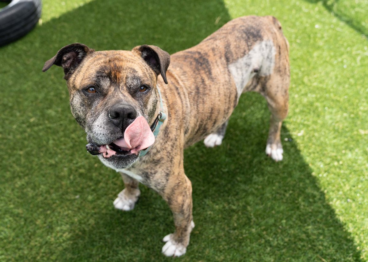 Mark Douglas (@douglas570news) on Twitter photo The KWSP Humane Society is hoping to find a hospice home for 9-year old Maisy, who has cancer. Maisy arrived as a stray with a bladder infection, ear infection and several masses on her body. Contact their adoption team at 519-745-5615 ext 250. <a href="/CityNewsKIT/">CityNews Kitchener</a> The KWSP Humane Society is hoping to find a hospice home for 9-year old Maisy, who has cancer. Maisy arrived as a stray with a bladder infection, ear infection and several masses on her body. Contact their adoption team at 519-745-5615 ext 250. <a href="/CityNewsKIT/">CityNews Kitchener</a>