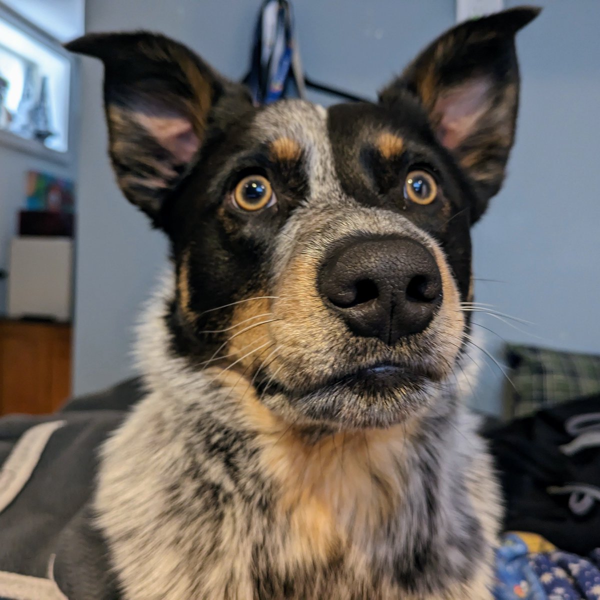 Is "sorry, I could not join the meeting because my dog wouldn't let me" an acceptable response to a meeting request? Asking for a friend...