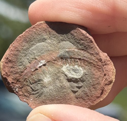 ESCONI's tweet photo. Fossil Friday #172: Mazoscolopendra richardsoni #fossil #paleontology #MazonCreek #FossilFriday #centipede #myriapod #pennsylvanian #pit11
https://t.co/HqsmyYZdDd https://t.co/OMeZaFJ3tr
