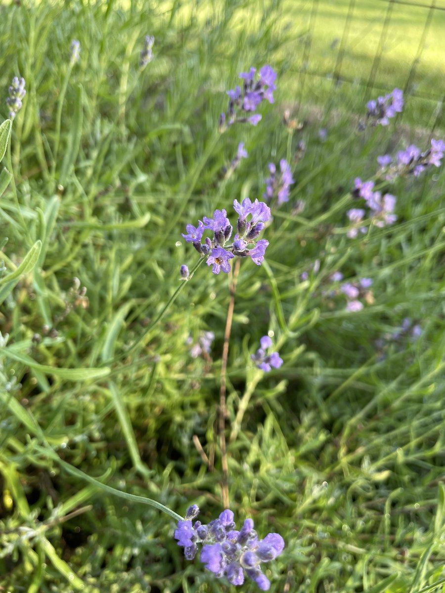 JanaSeutter's tweet photo. It was zen-ful in the garden this morning. Happy Friday Bees! @SAUSustain @SAUGreenlife https://t.co/3ye58CFBBN