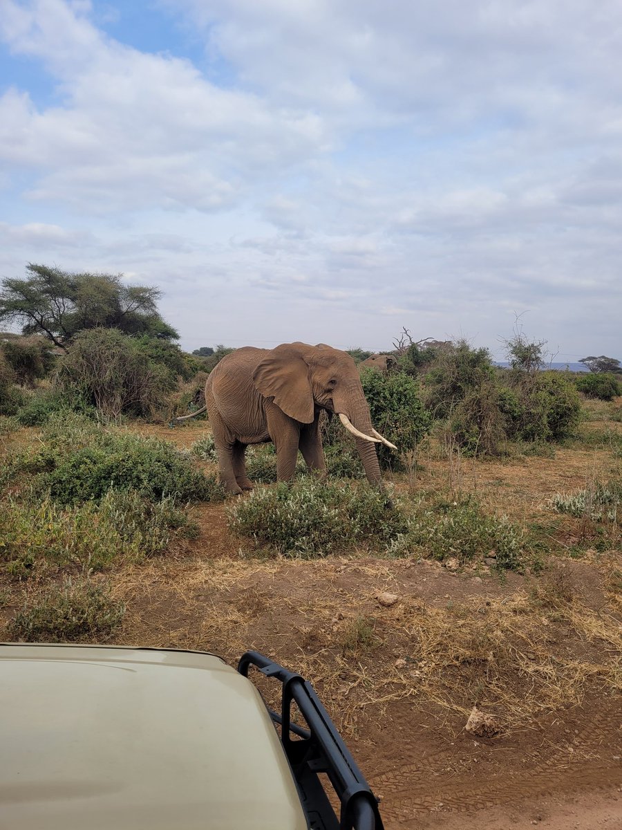 SUSOyouth's tweet photo. #Amboseli National Park nature's masterpiece,where elephants roam freely against the backdrop of Kilimanjaro.Giraffes gracefully extend their necks,while a symphony of diverse wildlife paints the savannah with vibrant hues. @Nature_Africa #Amboseli
#DignityProjects #AdoptAPark https://t.co/499kdo7pdm