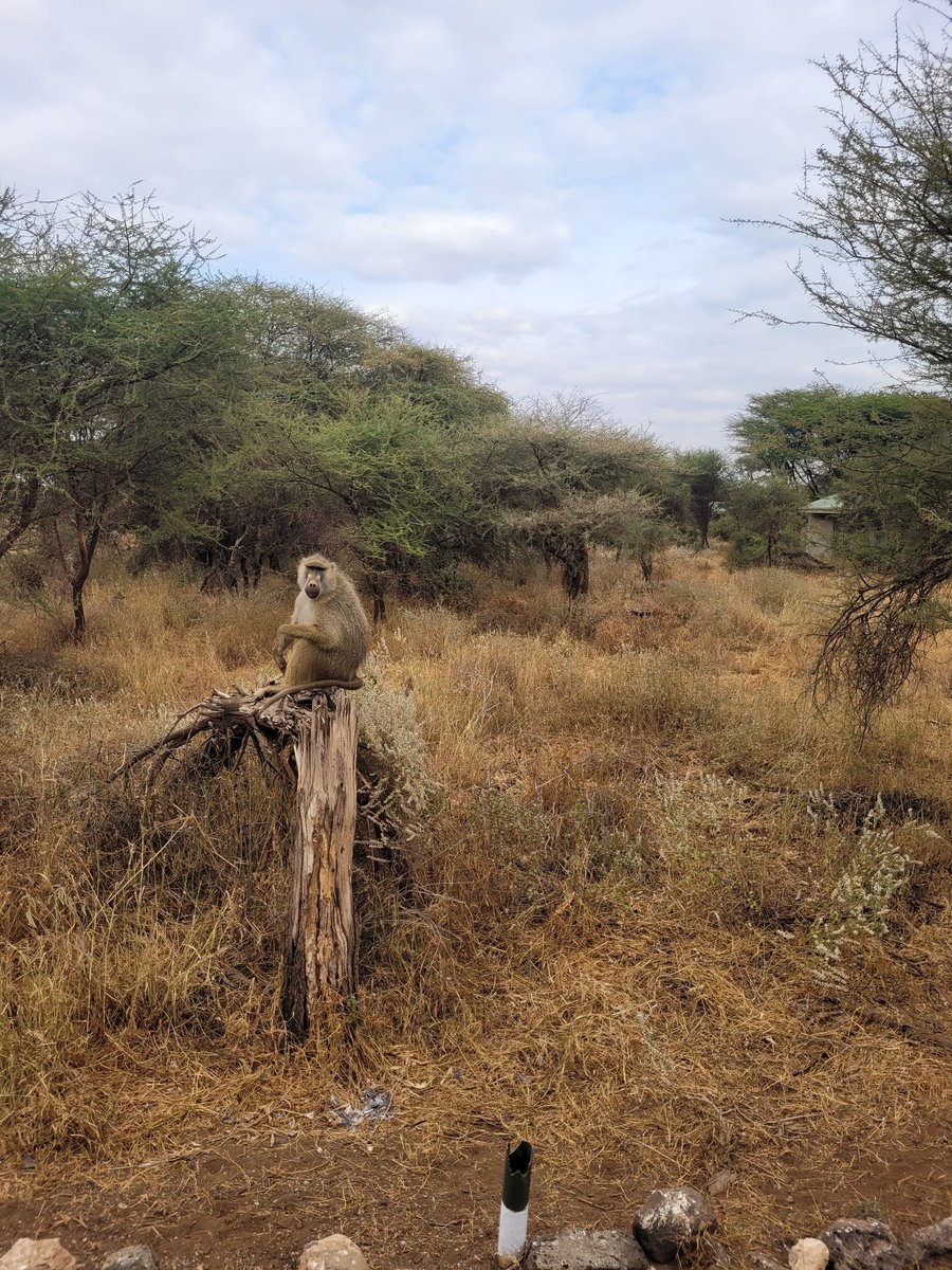 SUSOyouth's tweet photo. #Amboseli National Park nature's masterpiece,where elephants roam freely against the backdrop of Kilimanjaro.Giraffes gracefully extend their necks,while a symphony of diverse wildlife paints the savannah with vibrant hues. @Nature_Africa #Amboseli
#DignityProjects #AdoptAPark https://t.co/499kdo7pdm