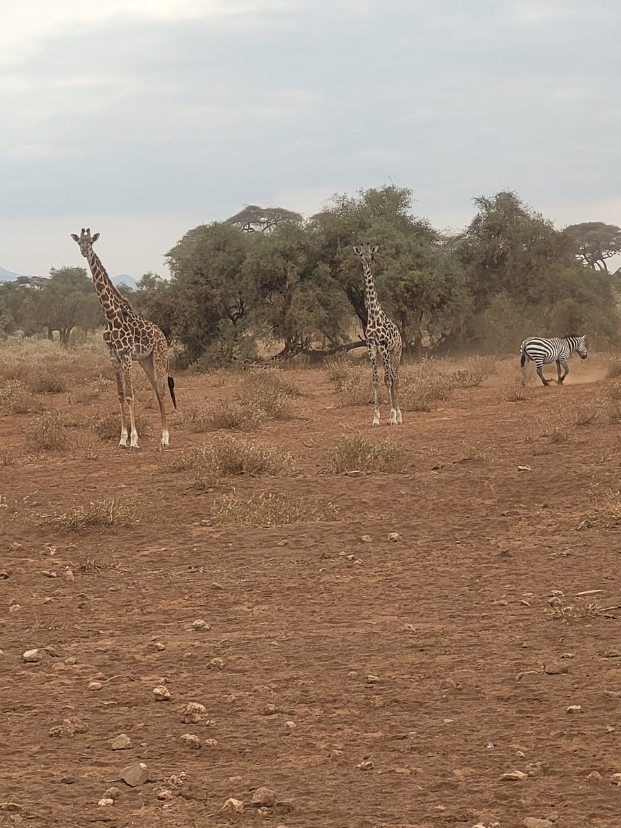 SUSOyouth's tweet photo. #Amboseli National Park nature's masterpiece,where elephants roam freely against the backdrop of Kilimanjaro.Giraffes gracefully extend their necks,while a symphony of diverse wildlife paints the savannah with vibrant hues. @Nature_Africa #Amboseli
#DignityProjects #AdoptAPark https://t.co/499kdo7pdm