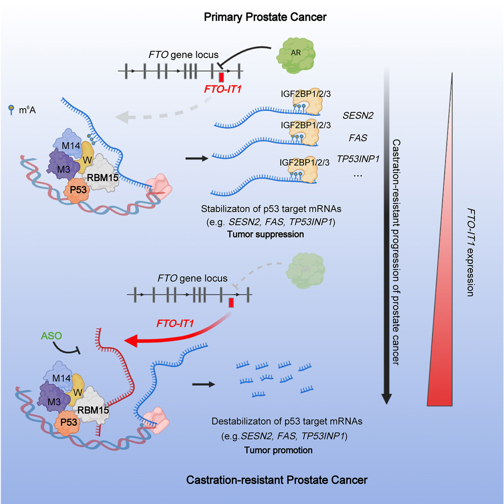 UCCancerCenter's tweet photo. Kudos to Chuan He, PhD and colleagues on publishing a fantastic paper in @MolecularCell 🎉 The study identifies FTO-IT1 lncRNA as a culprit for poor survival of #ProstateCancerPatients and suggests FTO-IT1 as a potential therapeutic target. @UCCancerCenter https://t.co/EZeCGIKrGE https://t.co/HJEDZiLbDV