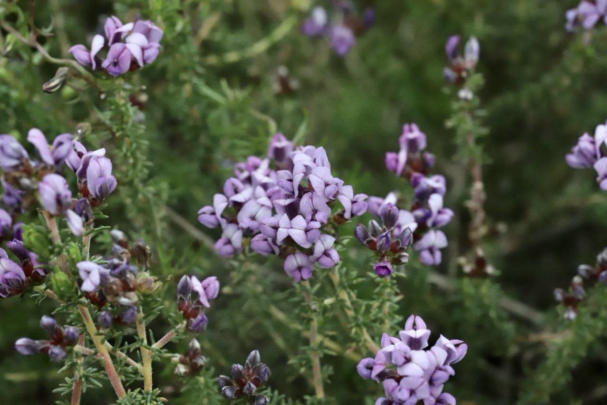Renosterveld's tweet image. #Spring is around the corner in the #Overberg… ☀️🌼 And thanks to some sunny days, it’s already here in some spots of #Renosterveld! As the weather warms up, keep an eye out for these breathtaking species – all featured in our handy #ORCT Field Guide: bit.ly/3BS3Gfz