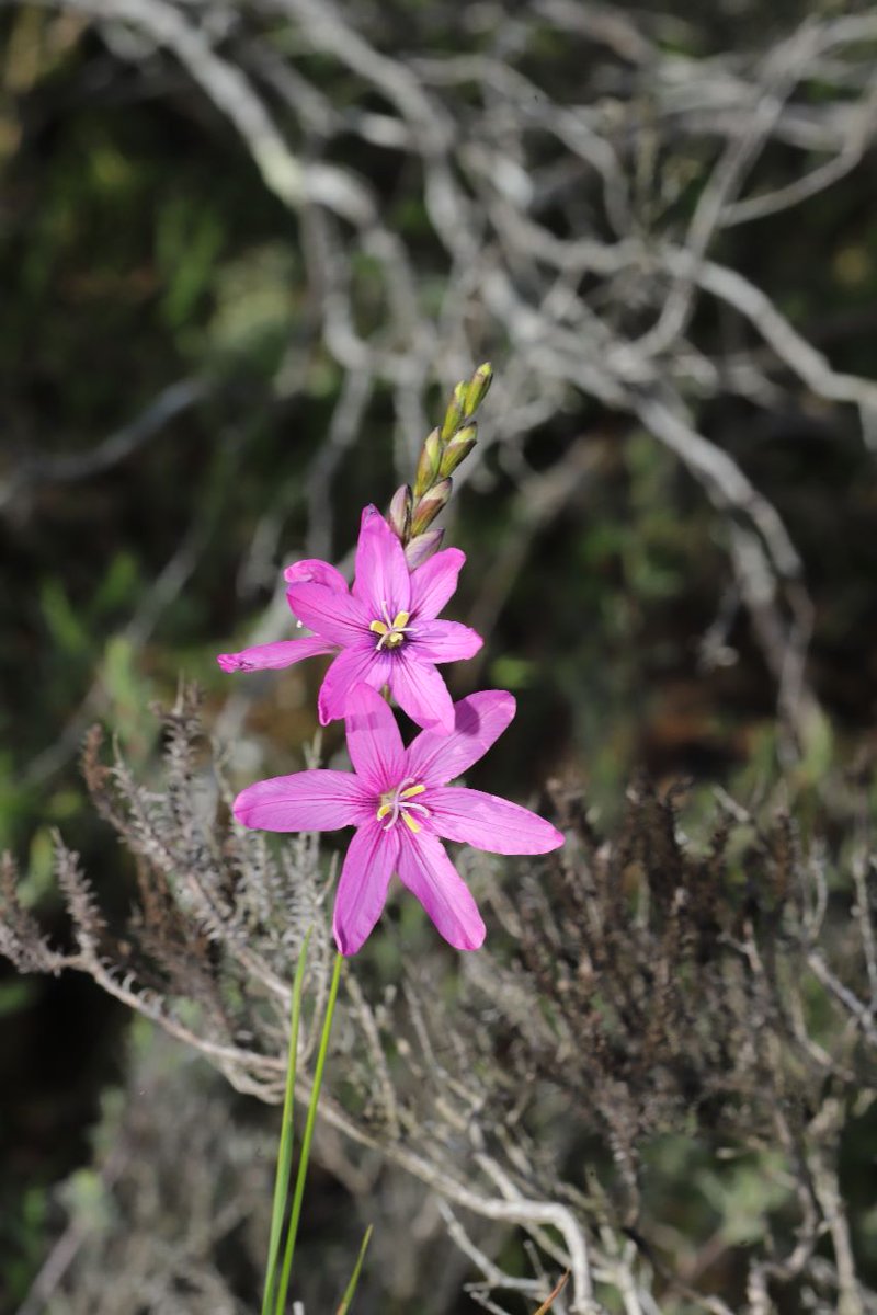 Renosterveld's tweet image. #Spring is around the corner in the #Overberg… ☀️🌼 And thanks to some sunny days, it’s already here in some spots of #Renosterveld! As the weather warms up, keep an eye out for these breathtaking species – all featured in our handy #ORCT Field Guide: bit.ly/3BS3Gfz